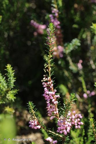 Bruyère vagabonde (Erica vagans) © O. Roquinarc'h