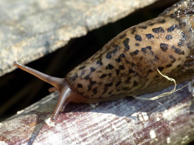 Limace léopard (Limax maximus) © Morvan Debroize