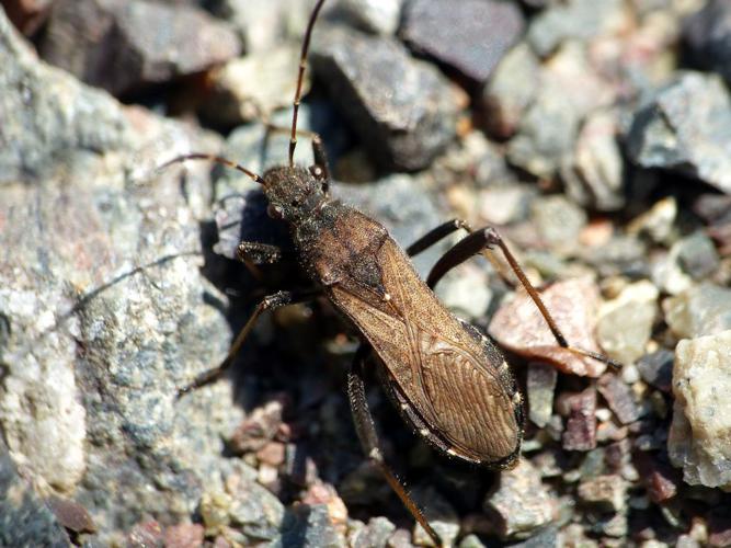 Alydus calcaratus © Morvan Debroize