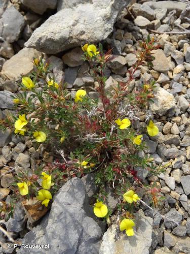 Bugrane très grêle (Ononis minutissima) © P. Rouveyrol