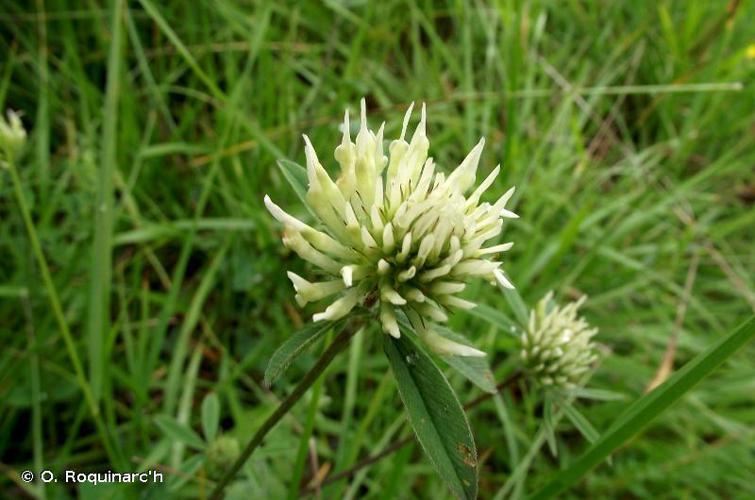 Trèfle jaunâtre (Trifolium ochroleucon) © O. Roquinarc'h