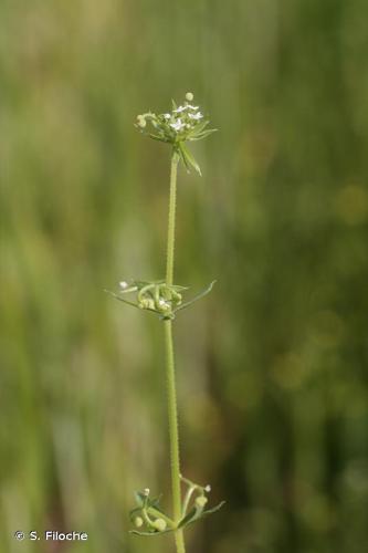 Gaillet à trois cornes (Galium tricornutum) © S. Filoche