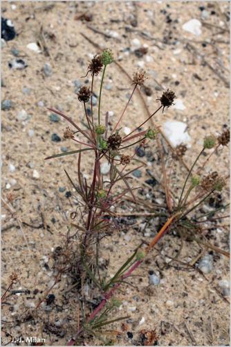 Plantain scabre (Plantago arenaria) © J.-J. Milan