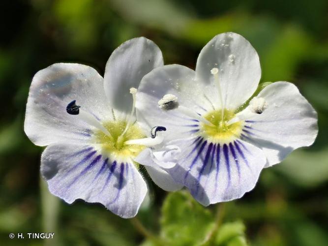 Véronique filiforme (Veronica filiformis) © H. TINGUY