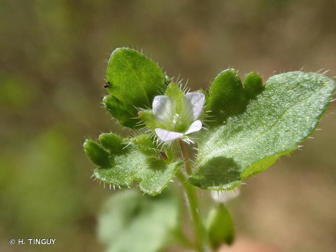 Véronique à feuilles presque lobées (Veronica sublobata) © H. TINGUY