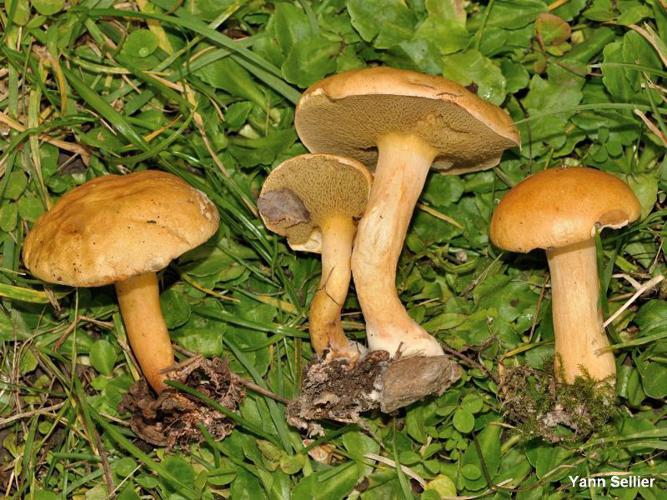 Bolet des bouviers (Suillus bovinus) © Y. Sellier