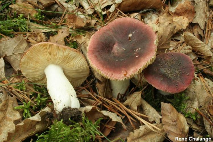 Russule améthyste (Russula amethystina) © R. Chalange