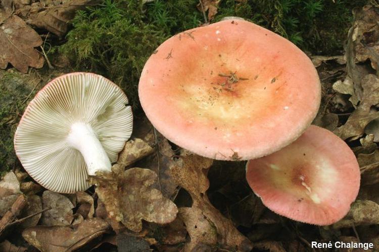 Russule aurore (Russula velutipes) © R. Chalange