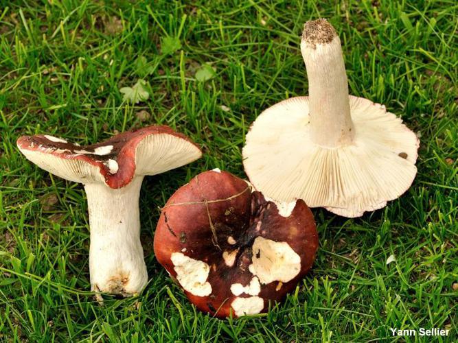Russule pourpre et noire (Russula atropurpurea) © Y. Sellier
