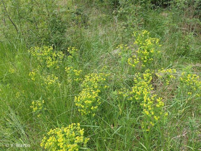 Euphorbe ésule (Euphorbia esula) © Y. Martin