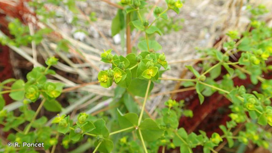 Euphorbe à feuilles larges (Euphorbia platyphyllos) © R. Poncet