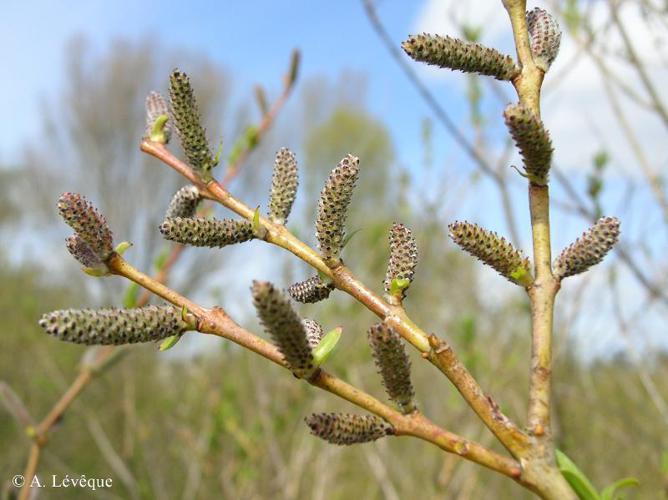 Osier rouge (Salix purpurea) © A. Lévêque