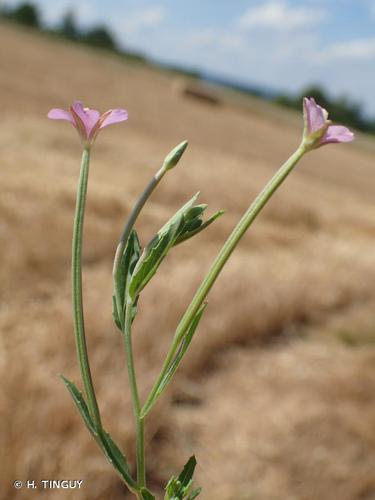 Épilobe à tige carrée (Epilobium tetragonum subsp. lamyi) © H. TINGUY