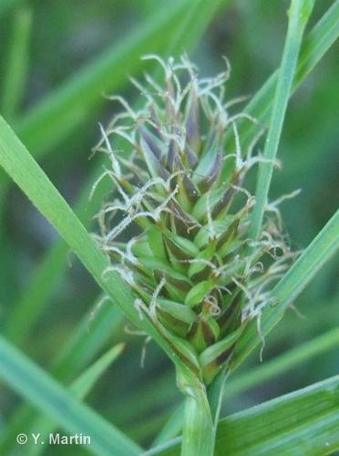Laîche blonde (Carex hostiana) © Y. Martin