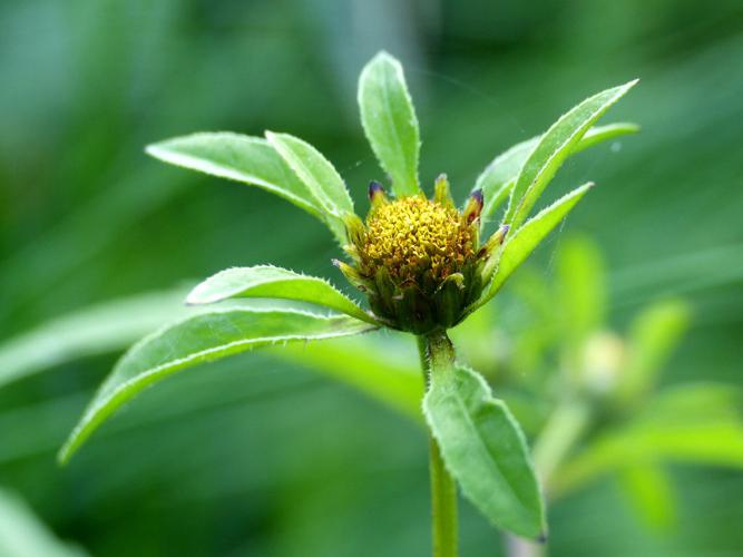 Chanvre d'eau (Bidens tripartita), fleurs © Morvan Debroize