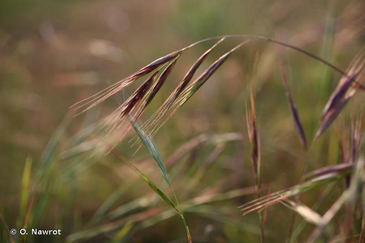 Brome raide (Anisantha rigida) © O. Nawrot