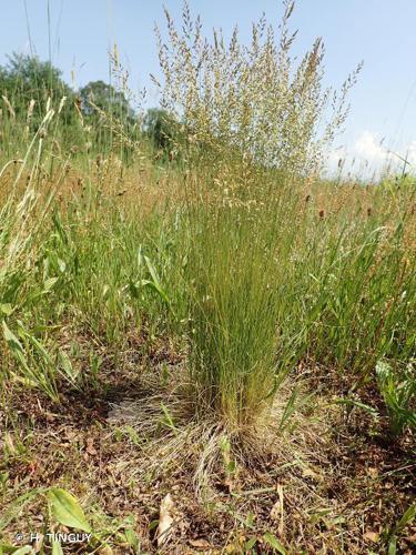 Fétuque capillaire (Festuca filiformis) © H. TINGUY