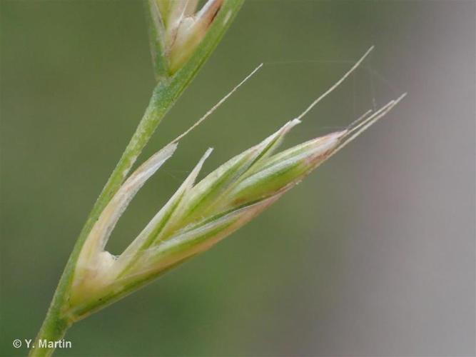 Ivraie multiflore (Lolium multiflorum) © Y. Martin