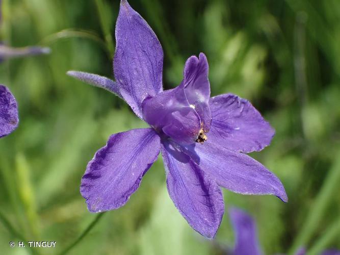 Dauphinelle Consoude (Delphinium consolida) © H. TINGUY