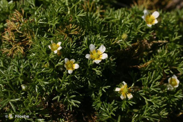 Renoncule à feuilles capillaires (Ranunculus trichophyllus) © S. Filoche