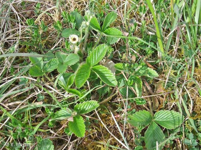 Fraisier vert (Fragaria viridis) © Y. Martin