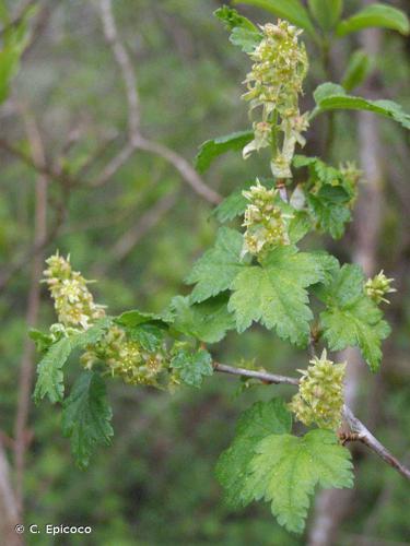 Groseillier des Alpes (Ribes alpinum) © C. Epicoco