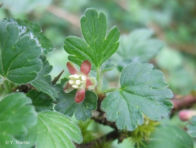 Groseillier à maquereaux (Ribes uva-crispa) © Y. Martin