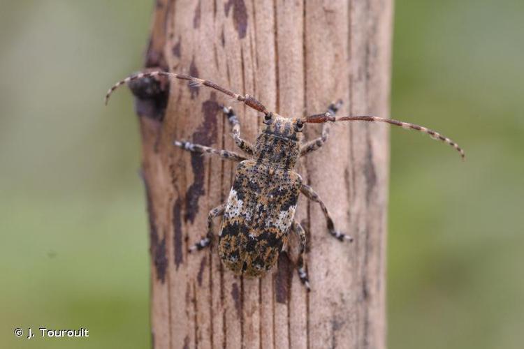 Mésose nébuleuse (Mesosa nebulosa nebulosa) © J. Touroult