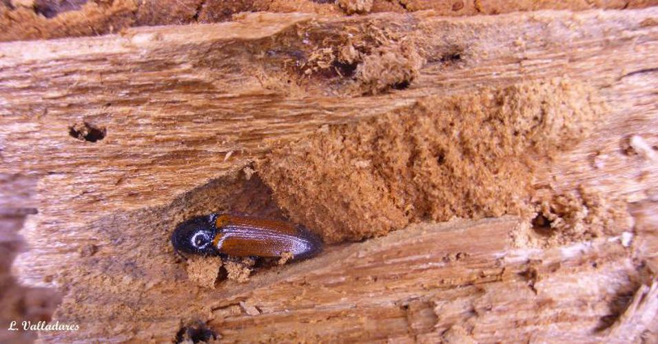 Taupin bedeau (Ampedus balteatus) © L. Valladares