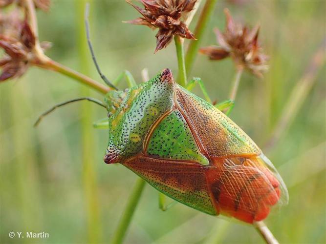 Punaise de l'aubépine (Acanthosoma haemorrhoidale) © Y. Martin