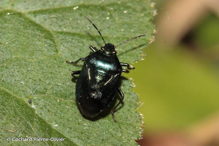 Punaise verte bleuâtre  (Zicrona caerulea) © Cochard Pierre-Olivier