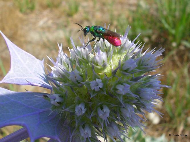 Guêpe coucou (Chrysis ignita) © Louis Laisné