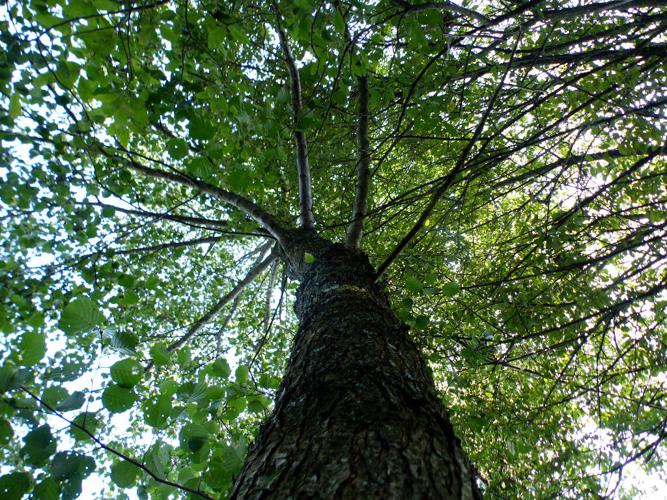 Aulne glutineux (Alnus glutinosa) © Morvan Debroize