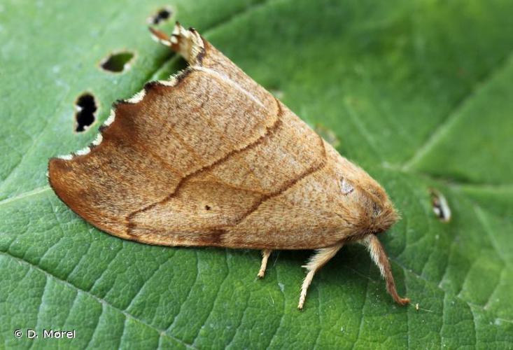 Lacertine (La) (Falcaria lacertinaria) © D. Morel