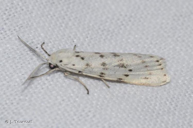 Crible (Le) (Coscinia cribraria) © J. Touroult