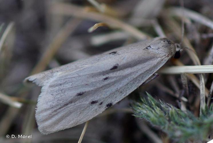 Lithosie muscerde (La) (Pelosia muscerda) © D. Morel