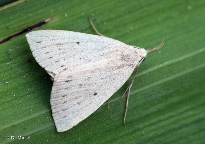 Herminie pointillée (L') (Macrochilo cribrumalis) © D. Morel