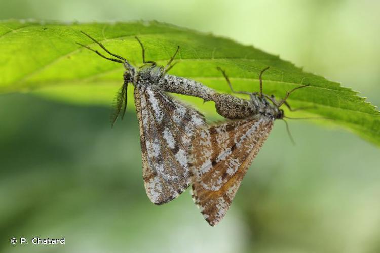 Fidonie du Pin (La) (Bupalus piniaria) © P. Chatard