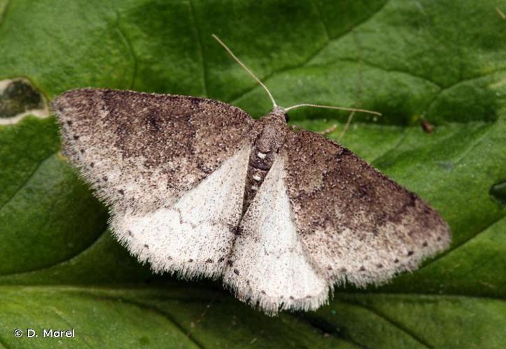 Phalène distincte (La) (Aleucis distinctata) © D. Morel