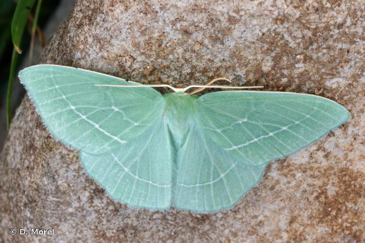 Hémithée printanière (L') (Hemistola chrysoprasaria) © D. Morel