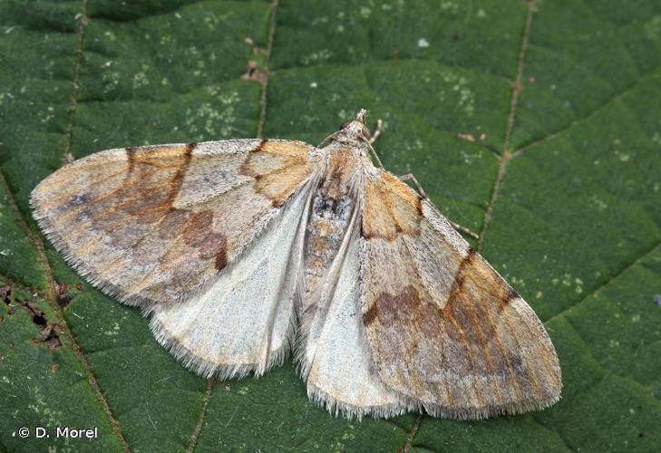 Corythée pectinée (La) (Pennithera firmata) © D. Morel