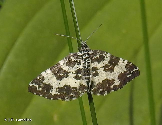 Hachée (La) (Rheumaptera hastata) © J-P. Lamoline