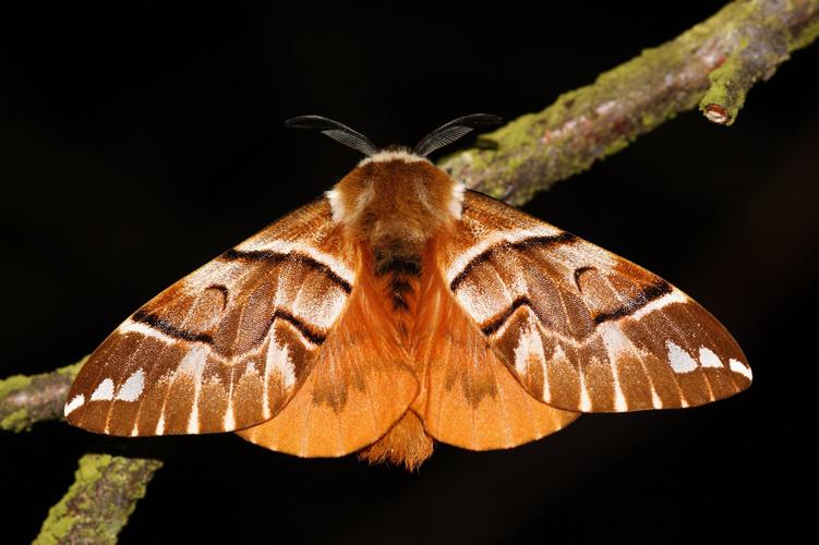 Endromis versicolora (mâle) © Sylvain Montagner