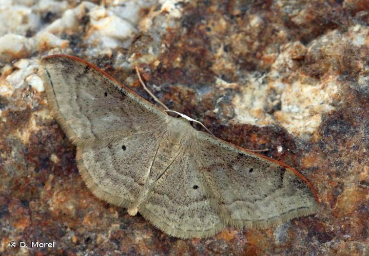 Acidalie dégénérée (L') (Idaea degeneraria) © D. Morel