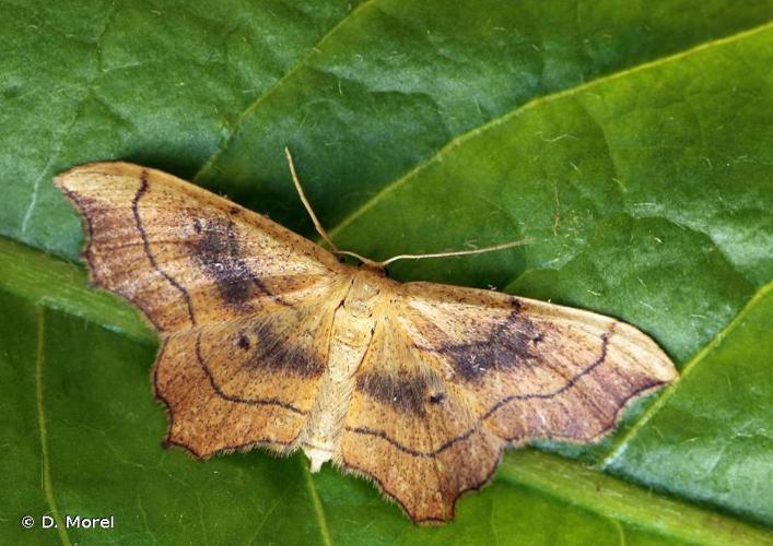 Echancrée (L') (Idaea emarginata) © D. Morel