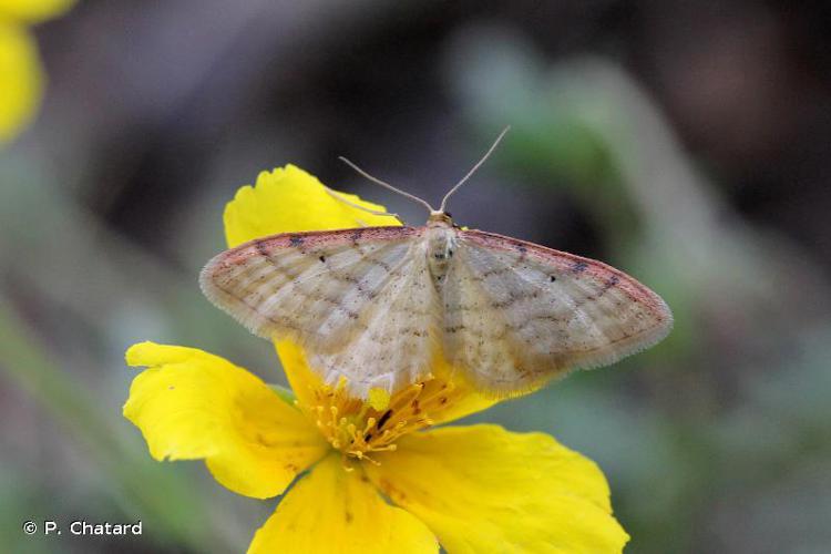 Acidalie roussie (L') (Idaea humiliata) © P. Chatard