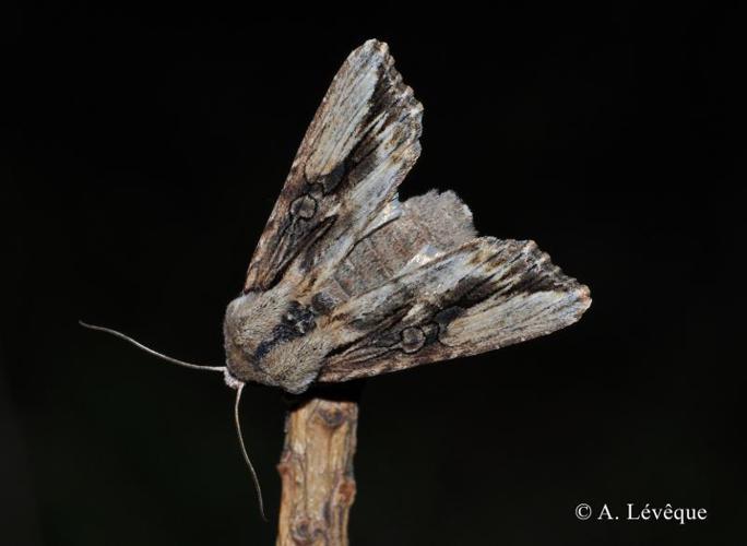 Conspicillaire (La) (Egira conspicillaris) © A. Lévêque