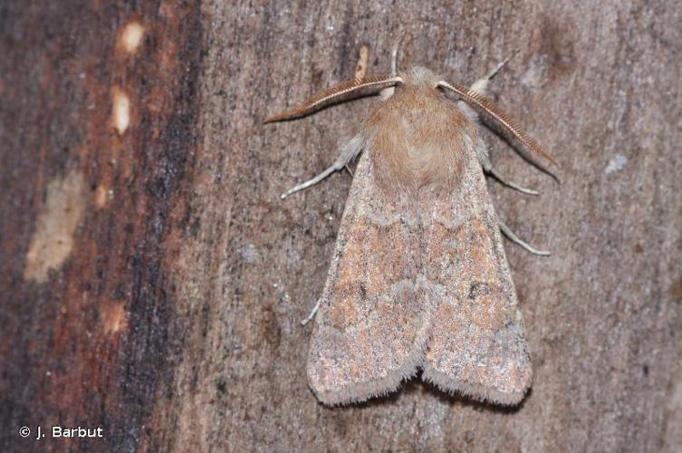 Orthosie rougeoyante (L') (Orthosia miniosa) © J. Barbut