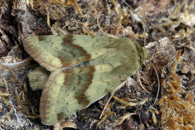 Noctuelle de la Cardère (La) (Heliothis viriplaca) © D. Morel