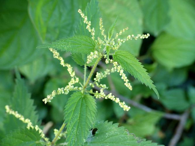 Ortie dioïque (Urtica dioica) © Morvan Debroize